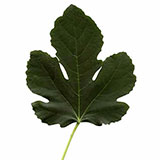  Fig Leaf 