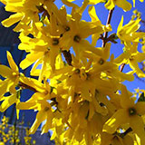  Forsythia 