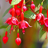  Fuchsia 