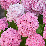  Hydrangea 