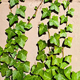  Ivy 