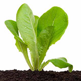  Lettuce 