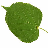  Lime Tree 