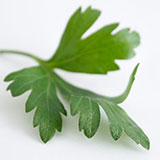  Parsley 