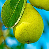  Pear Tree 
