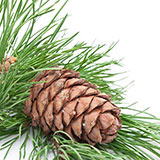  Pine Cone 