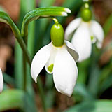  Snowdrop 