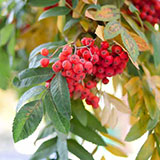 Sorbus 