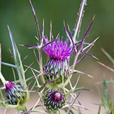  Thistle 