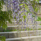  Wisteria 