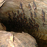  Bats 