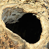  Burrow 