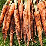 Carrots 