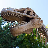  Dinosaurs 