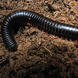  Millipede 