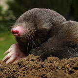  Mole 