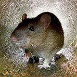  Rat 