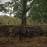 Roots 