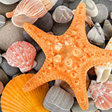  Shells 