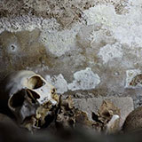  Skeleton 