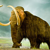  Woolly Mammoth 