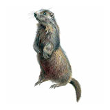  Alpine Marmot 