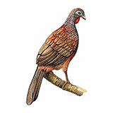  Andean Guan 