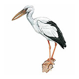 Asian Openbill 