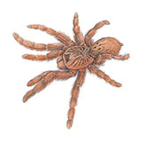  Baboon Spider 