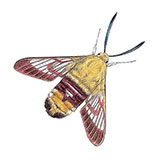  Bee Hawk Moth 