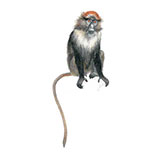  Blue Monkey 
