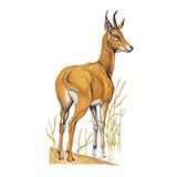  Bohor Reedbuck 