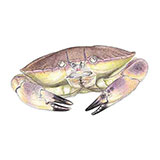  Brown Crab 