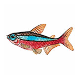  Cardinal Tetra 