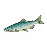  Chinook Salmon 