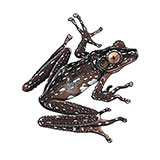  Cinammon Frog 
