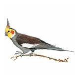  Cockatiel 