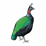  Congo Peacock 