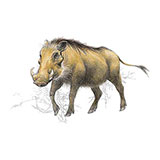  Desert Warthog 
