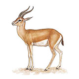  Dorcas Gazelle 