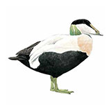  Eider 