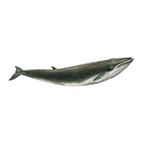  Fin Whale 