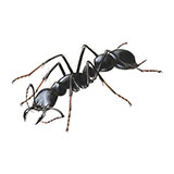  Giant Ant 