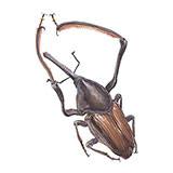  Giant Weevil 
