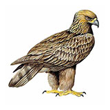 Golden Eagle 