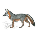  Gray Fox 