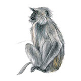  Gray Langur 