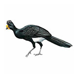  Great Curassow 