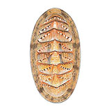  Green Chiton 