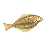  Halibut 